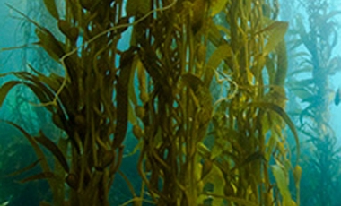 Benefits of Kelp: A Health Booster from the Sea